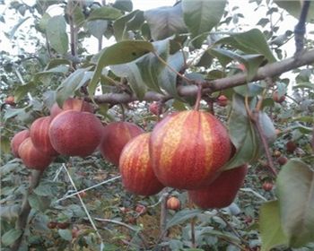 早酥紅梨[早酥紅梨]